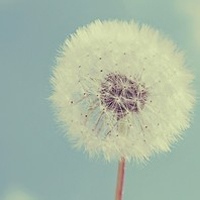 司仪官 的头像