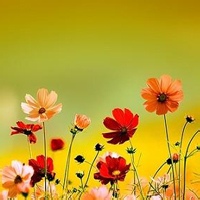 阳光棉花糖 的头像