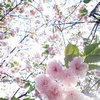 雾里花 的头像