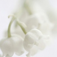 PearlBlossom 的头像